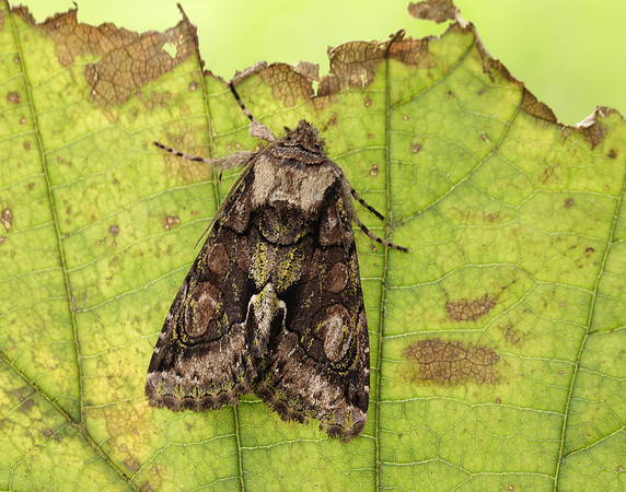 73.068 BF2245 Green-brindled Crescent  Allophyes oxyacanthae
