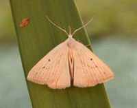 72.052 BF2493 Dotted Fan-foot Macrochilo cribrumalis