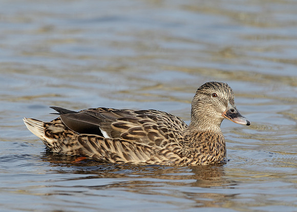 Mallard Anas platyrhynchos