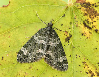 70.096 BF1761 Autumn Green Carpet Chloroclysta miata
