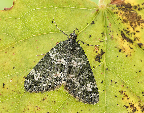 70.096 BF1761 Autumn Green Carpet Chloroclysta miata