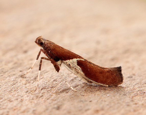 15.010 BF288 Caloptilia stigmatella