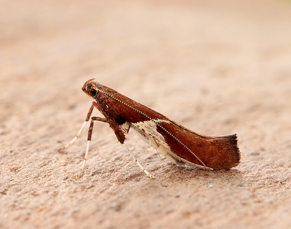 15.010 BF288 Caloptilia stigmatella