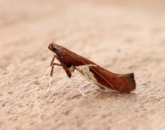 15.010 BF288 Caloptilia stigmatella
