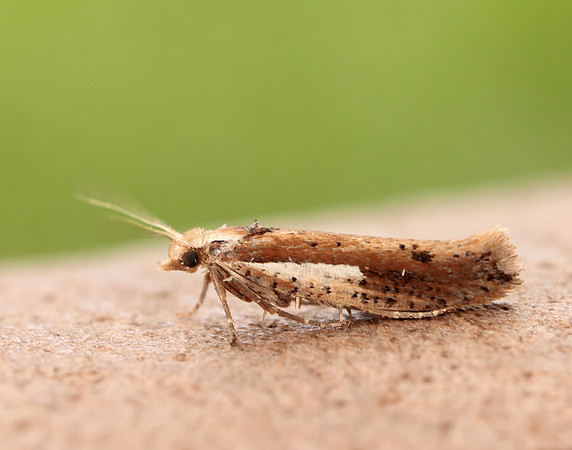 17.010 BF460 Ypsolopha parenthesella