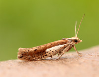 17.010 BF460 Ypsolopha parenthesella