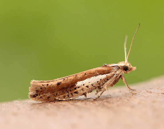 17.010 BF460 Ypsolopha parenthesella