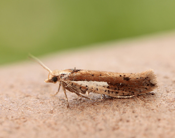 17.010 BF460 Ypsolopha parenthesella