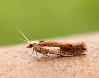 17.010 BF460 Ypsolopha parenthesella