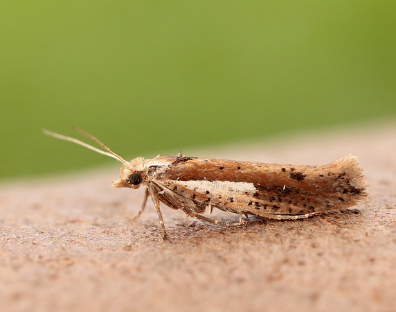 17.010 BF460 Ypsolopha parenthesella