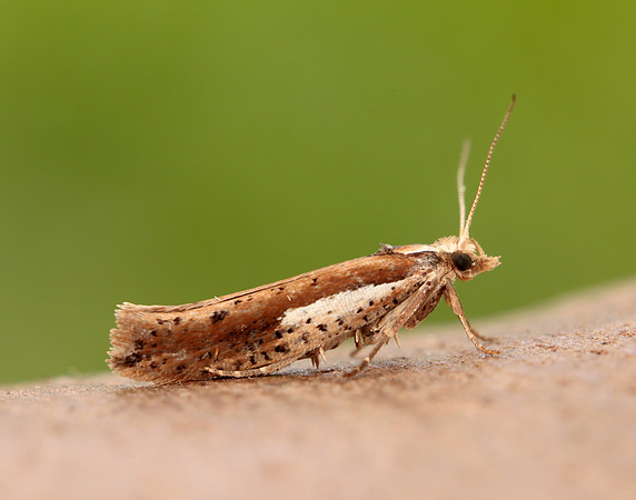 17.010 BF460 Ypsolopha parenthesella