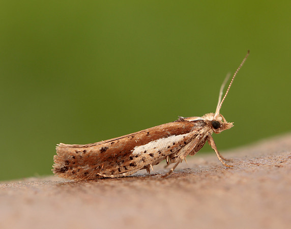 17.010 BF460 Ypsolopha parenthesella