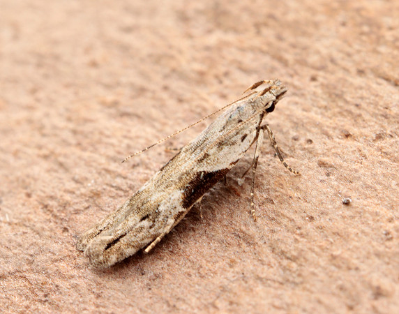 35.018 BF858 Hypatima rhomboidella