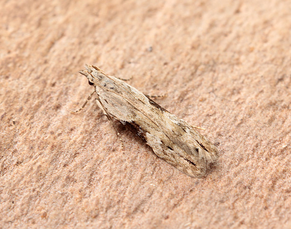 35.018 BF858 Hypatima rhomboidella