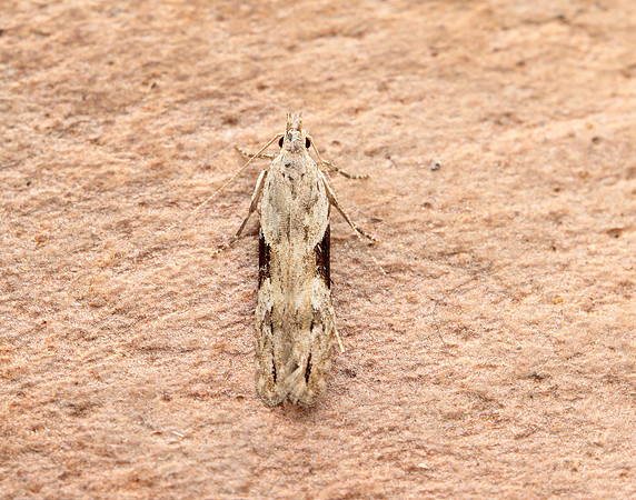 35.018 BF858 Hypatima rhomboidella