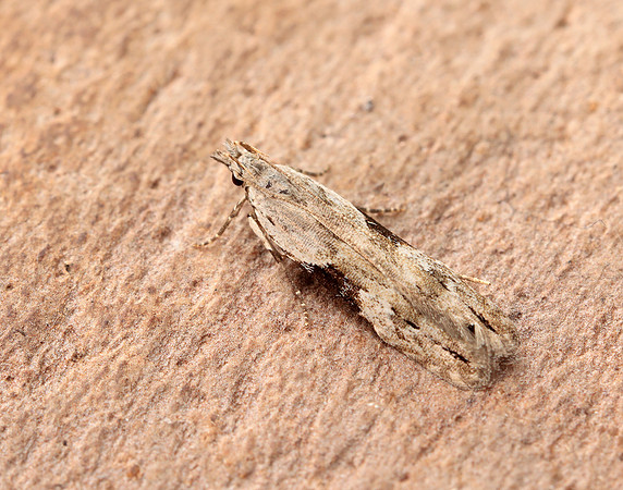 35.018 BF858 Hypatima rhomboidella