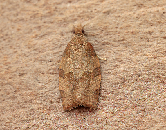 49.026 BF972 Dark Fruit-tree Tortrix Pandemis heparana
