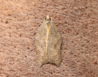 49.071 BF1062 Acleris emargana