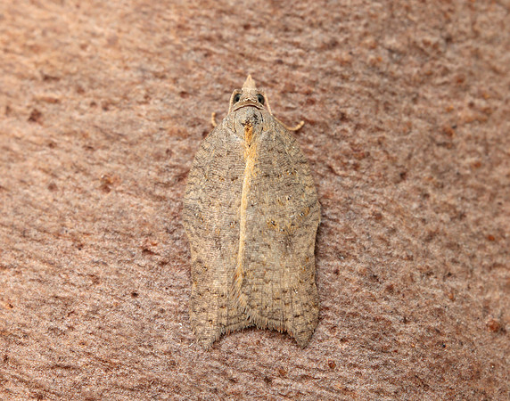 49.071 BF1062 Acleris emargana