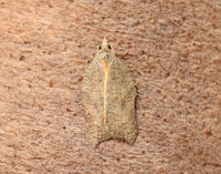 49.071 BF1062 Acleris emargana