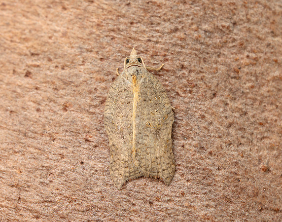 49.071 BF1062 Acleris emargana