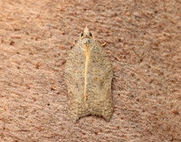 49.071 BF1062 Acleris emargana