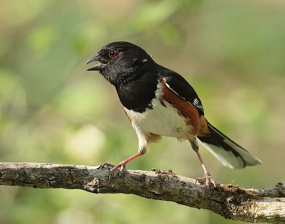 Eastern Towhee Pipilo erythrophthalmus
