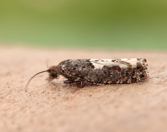 49.230 BF1151 Epinotia trigonella