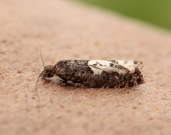 49.230 BF1151 Epinotia trigonella