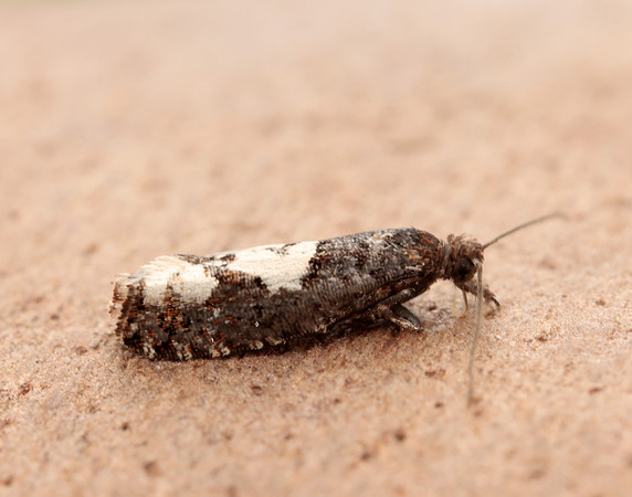 49.230 BF1151 Epinotia trigonella