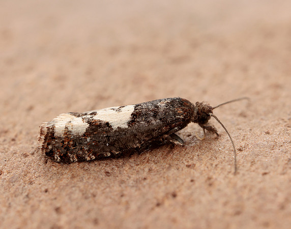 49.230 BF1151 Epinotia trigonella