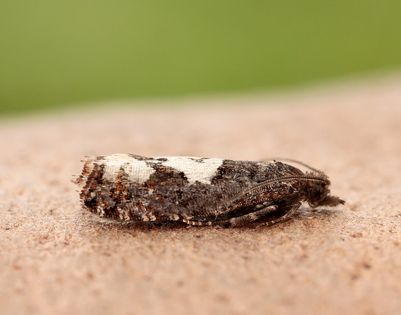 49.230 BF1151 Epinotia trigonella