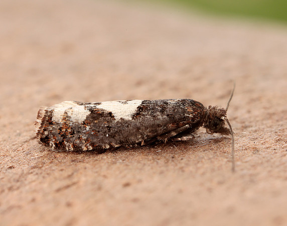 49.230 BF1151 Epinotia trigonella