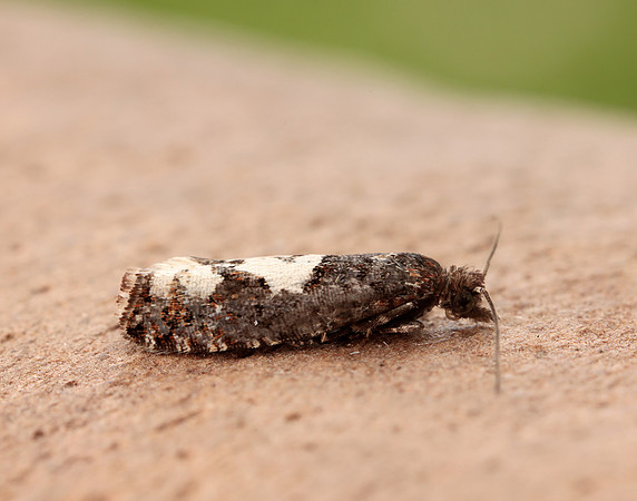 49.230 BF1151 Epinotia trigonella