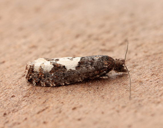49.230 BF1151 Epinotia trigonella