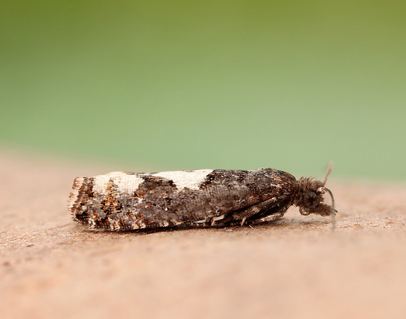 49.230 BF1151 Epinotia trigonella