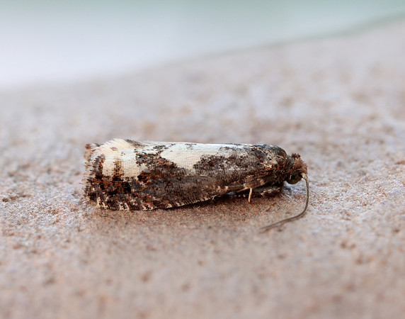 49.230 BF1151 Epinotia trigonella
