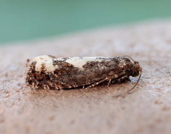 49.230 BF1151 Epinotia trigonella