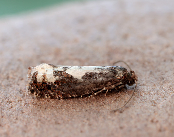 49.230 BF1151 Epinotia trigonella