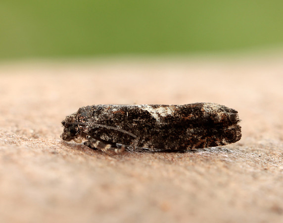 49.240 BF1136 Epinotia immundana
