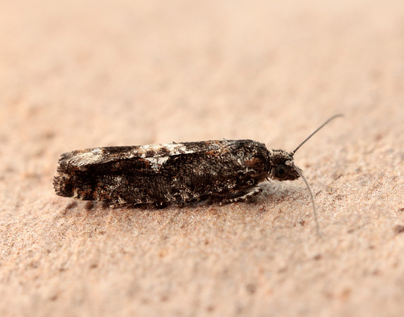 49.240 BF1136 Epinotia immundana