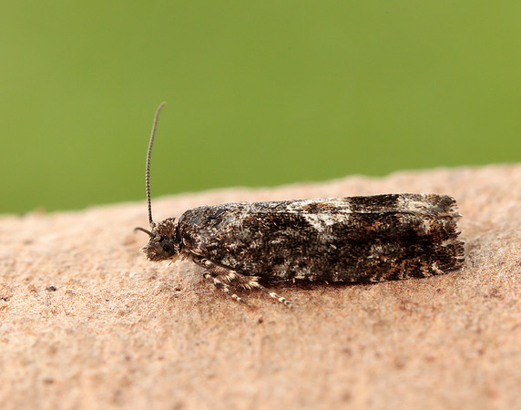 49.240 BF1136 Epinotia immundana