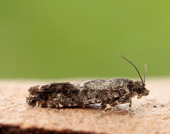 49.240 BF1136 Epinotia immundana