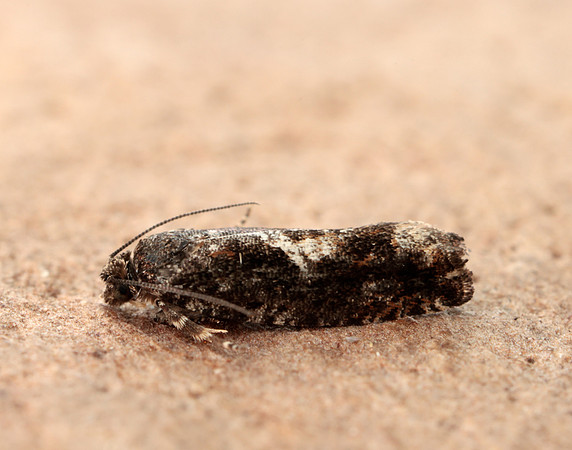 49.240 BF1136 Epinotia immundana