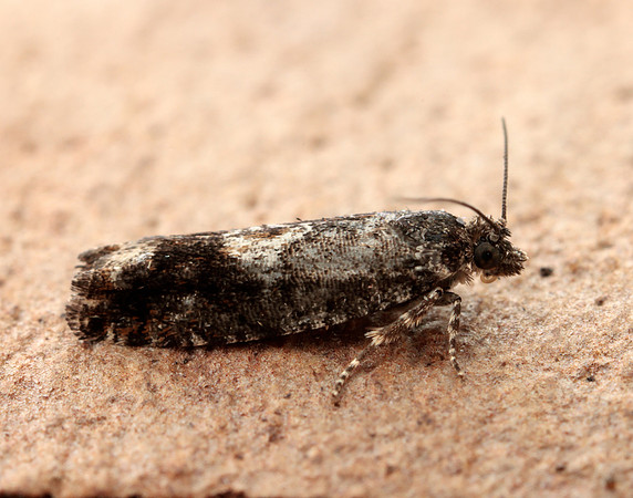 49.240 BF1136 Epinotia immundana
