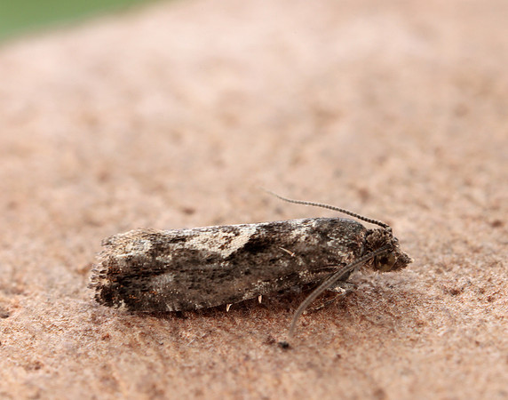 49.240 BF1136 Epinotia immundana