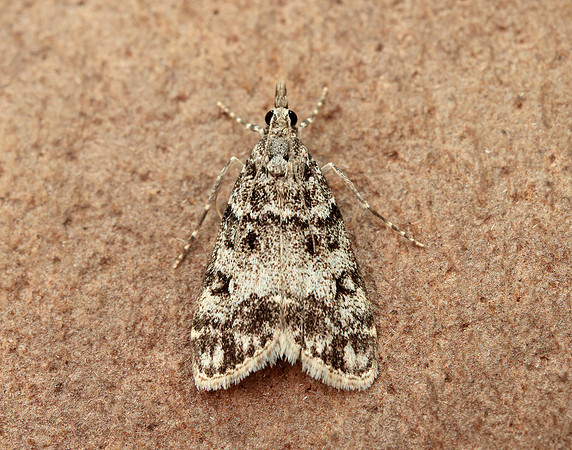 63.067 BF1338 Eudonia lacustrata