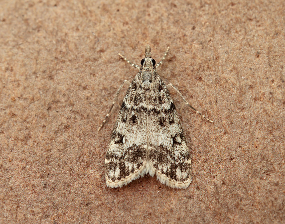 63.067 BF1338 Eudonia lacustrata