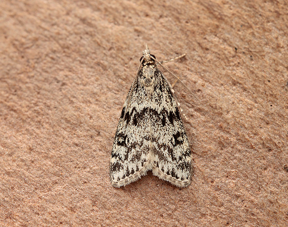 63.073 BF1340 Eudonia truncicolella
