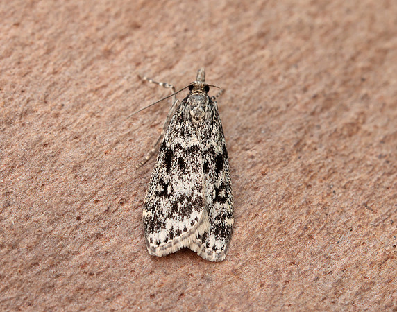 63.073 BF1340 Eudonia truncicolella